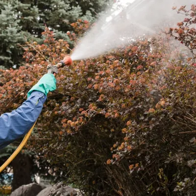 close-up-spraying-shrubs