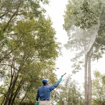 technician-spraying-branches-tree
