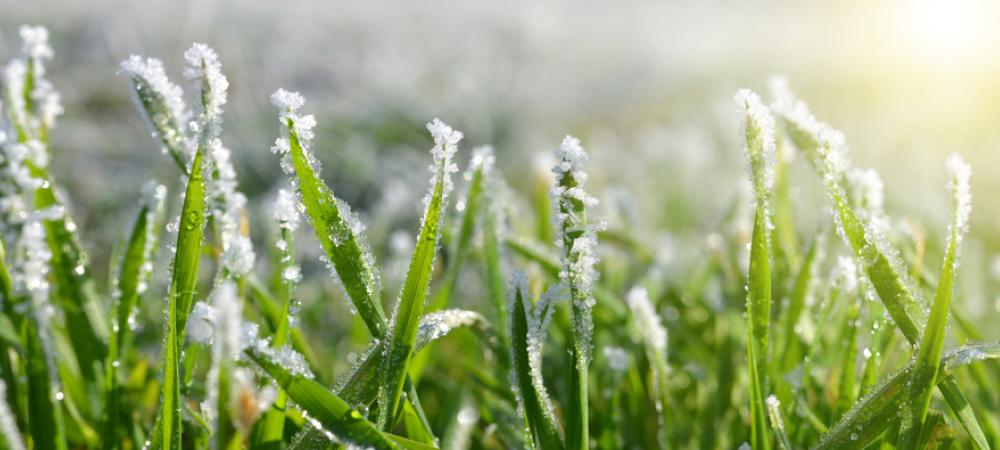 Winter Lawn Care