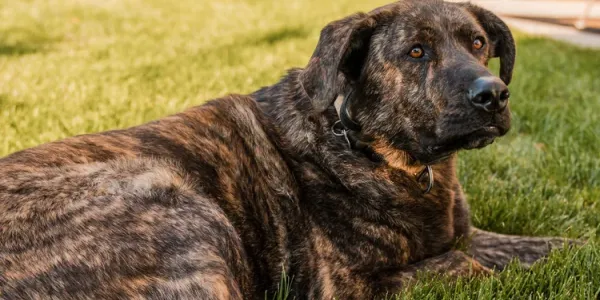 dog-laying-on-green-grass