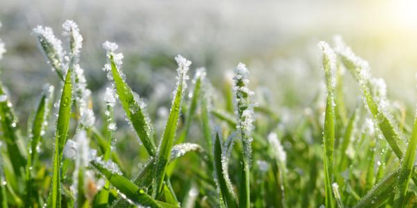 Winter Lawn Care