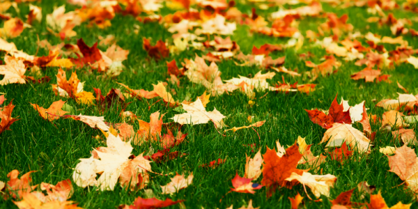 Leaves on grass in Loveland